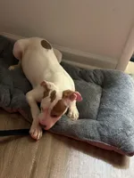 Coco , a female American Pit Bull Terrier for sale in Revere, MA – Photo 3 of 5