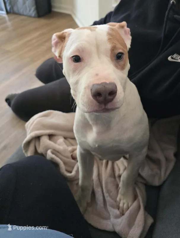 Coco  – American Pit Bull Terrier puppy for sale in Revere, MA