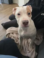 Coco , a female American Pit Bull Terrier for sale in Revere, MA – Photo 1 of 5