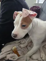 Coco , a female American Pit Bull Terrier for sale in Revere, MA – Photo 2 of 5