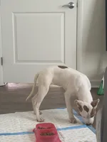 Coco , a female American Pit Bull Terrier for sale in Revere, MA – Photo 5 of 5