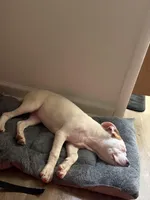 Coco , a female American Pit Bull Terrier for sale in Revere, MA – Photo 4 of 5