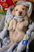 BLUE COLLAR, a male Beagle for sale in Turlock, CA – 1 of 2