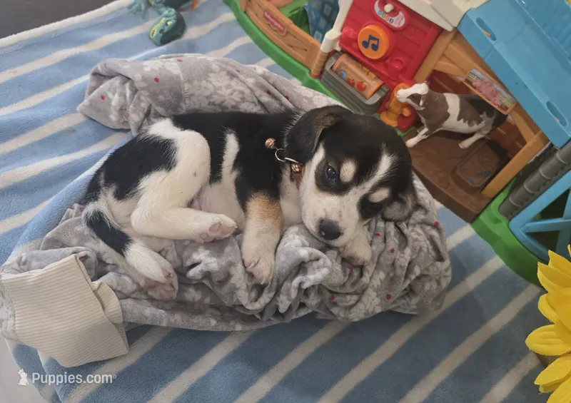 BROWN COLLAR – Beagle puppy for sale in Turlock, CA