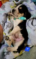 AQUA COLLAR, a male Beagle for sale in Turlock, CA – 1 of 2