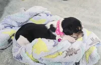 PINK COLLAR, a female Beagle for sale in Turlock, CA – 2 of 2