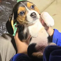 BELLA PINK COLLAR, a female Beagle for sale in Turlock, CA – 4 of 5