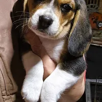 BELLA PINK COLLAR, a female Beagle for sale in Turlock, CA – 1 of 5