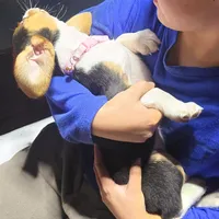 BELLA PINK COLLAR, a female Beagle for sale in Turlock, CA – 3 of 5