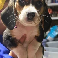 BELLA PINK COLLAR, a female Beagle for sale in Turlock, CA – 2 of 5