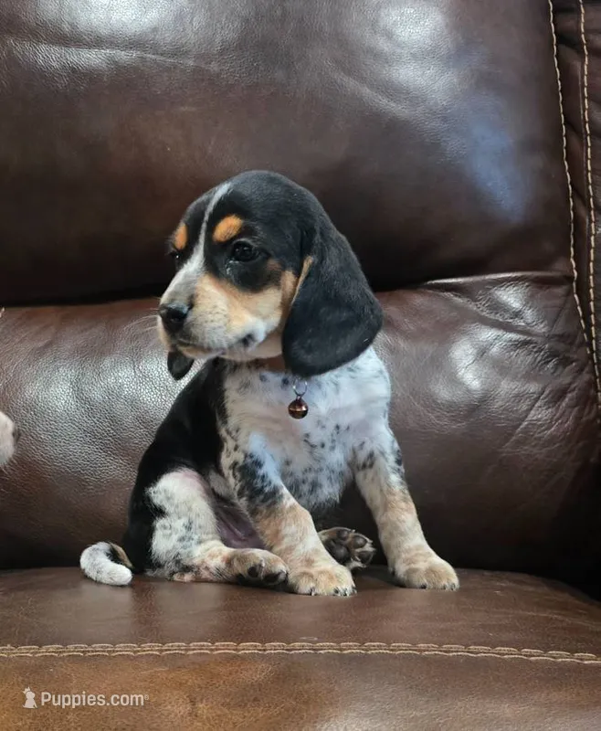 pint@ – Beagle puppy for sale in Turlock, CA