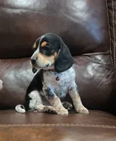 pint@, a male Beagle for sale in Turlock, CA – 1 of 1