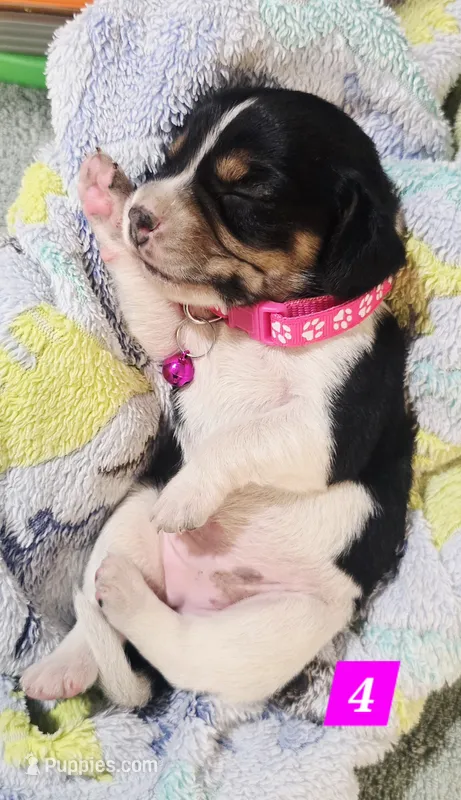 PINK COLLAR – Beagle puppy for sale in Turlock, CA