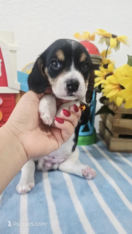 ORANGE COLLAR – Beagle puppy for sale in Turlock, CA
