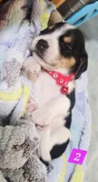 NEON PINK COLLAR, a female Beagle for sale in Turlock, CA – 1 of 2