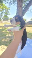 GREEN COLLAR, a male Beagle for sale in Turlock, CA – Photo 2 of 2