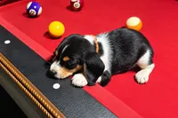 FEMALE BEAGLE, a male Beagle for sale in Turlock, CA – 2 of 3