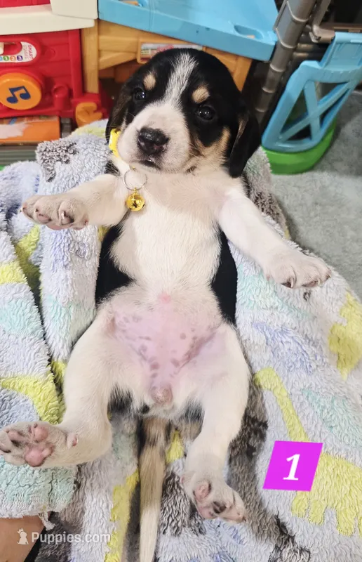 YELLOW FEMALE BEAGLE – Beagle puppy for sale in Turlock, CA