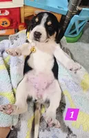 YELLOW FEMALE BEAGLE, a female Beagle for sale in Turlock, CA – 1 of 2
