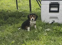 Princesa , a female Beagle for sale in Turlock, CA – Photo 4 of 4