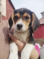 Princesa , a female Beagle for sale in Turlock, CA – Photo 3 of 4