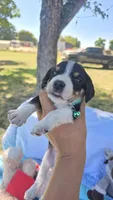 Aqua Collar, a male Beagle for sale in Turlock, CA – Photo 1 of 3