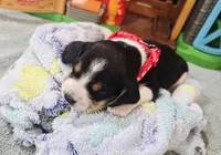 NEON PINK COLLAR, a female Beagle for sale in Turlock, CA – 2 of 2