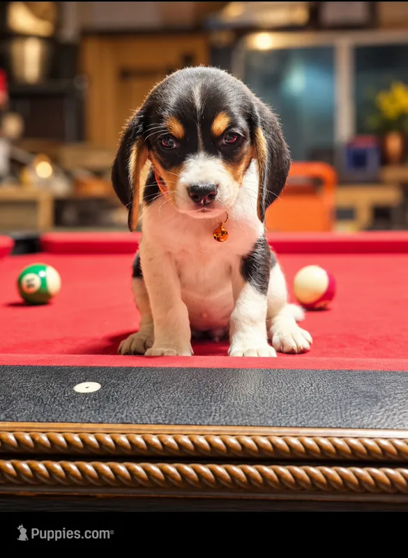 FEMALE BEAGLE – Beagle puppy for sale in Turlock, CA
