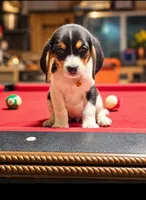 FEMALE BEAGLE, a male Beagle for sale in Turlock, CA – 1 of 3