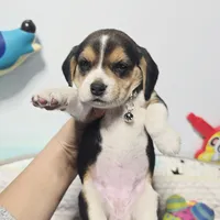 Grey (female), a female Beagle for sale in Turlock, CA – 2 of 3