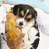 Grey (female), a female Beagle for sale in Turlock, CA – 1 of 3