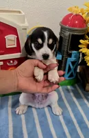 BROWN COLLAR, a male Beagle for sale in Turlock, CA – 2 of 4