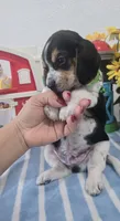 Green Collar , a male Beagle for sale in Turlock, CA – 2 of 3