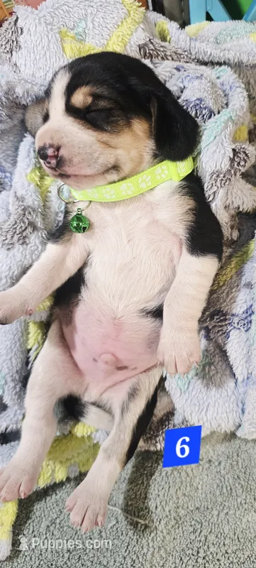 LIMON COLLAR – Beagle puppy for sale in Turlock, CA