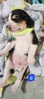 LIMON COLLAR, a male Beagle for sale in Turlock, CA – 1 of 2