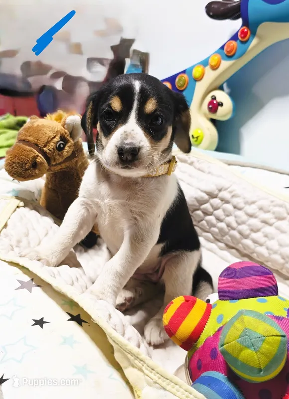 Ligth Brown (female)