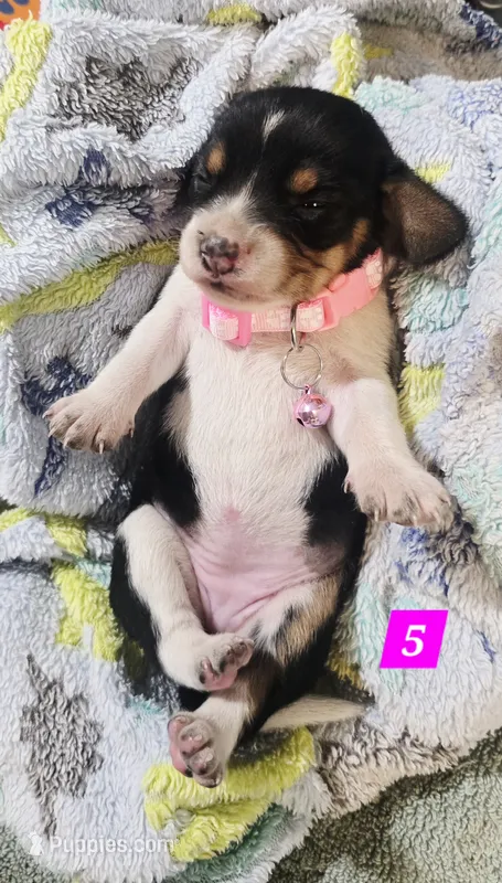 LIGTH PINK COLLAR – Beagle puppy for sale in Turlock, CA