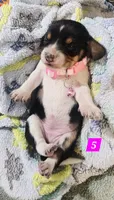 LIGTH PINK COLLAR, a female Beagle for sale in Turlock, CA – 1 of 2
