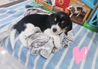 ORANGE COLLAR, a female Beagle for sale in Turlock, CA – 2 of 3