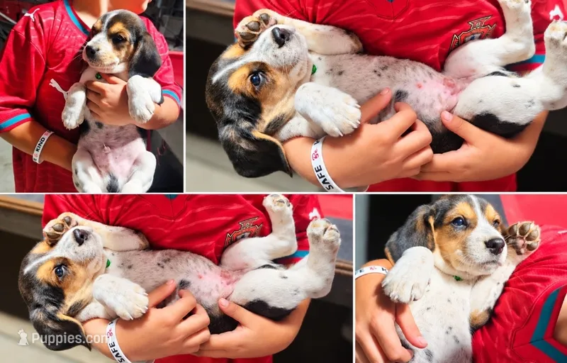 MALE BEAGLE – Beagle puppy for sale in Turlock, CA