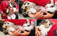MALE BEAGLE, a male Beagle for sale in Turlock, CA – 1 of 2