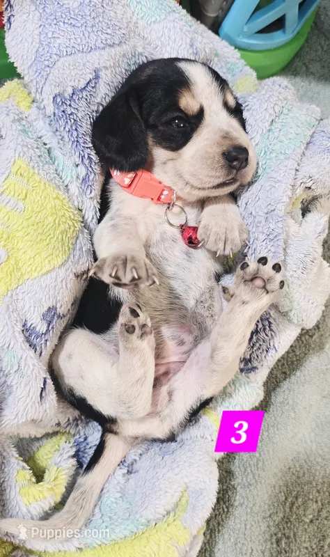 Peach COLLAR – Beagle puppy for sale in Turlock, CA
