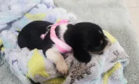 LIGTH PINK COLLAR, a female Beagle for sale in Turlock, CA – 2 of 2