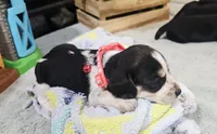 Peach COLLAR, a female Beagle for sale in Turlock, CA – 2 of 2