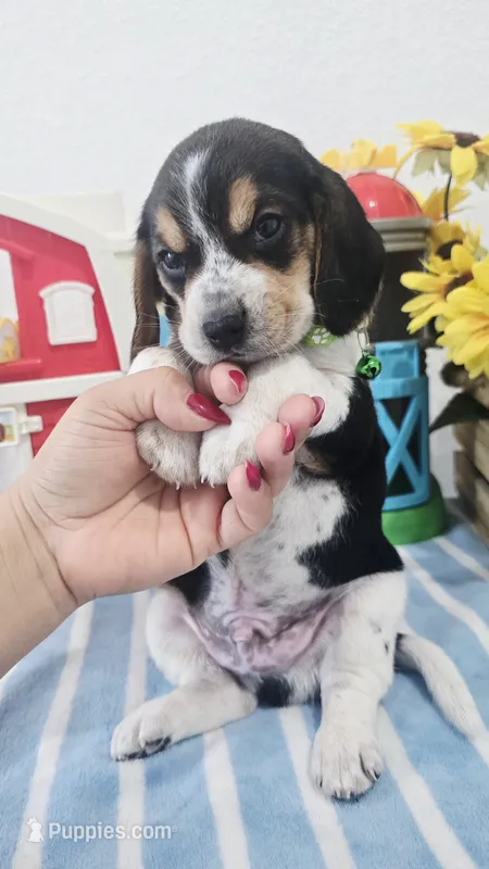 Green Collar  – Beagle puppy for sale in Turlock, CA