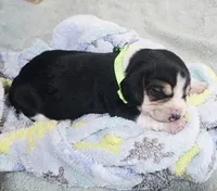 LIMON COLLAR, a male Beagle for sale in Turlock, CA – 2 of 2