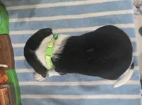 Green Collar , a male Beagle for sale in Turlock, CA – 3 of 3
