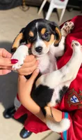 FEMALE BEAGLE, a male Beagle for sale in Turlock, CA – 3 of 3