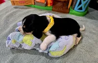 YELLOW FEMALE BEAGLE, a female Beagle for sale in Turlock, CA – 2 of 2