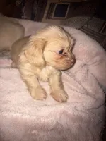 Betty light golden , a female Shih Tzu and Miniature Dachshund for sale in The Villages, FL – 4 of 7
